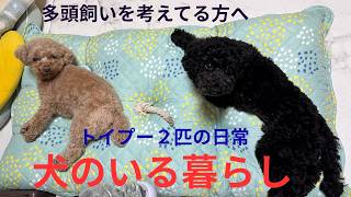 【犬のいる暮らし】多頭飼いを考えてる方必見！！トイプードル２匹と過ごす休日