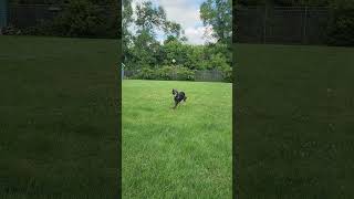 Video preview image #1 Mutt Puppy For Sale in Fargo, ND, USA