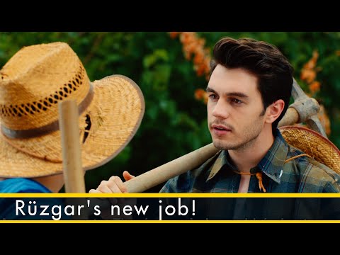 Rüzgar's new job! - Sunflower Short Scenes