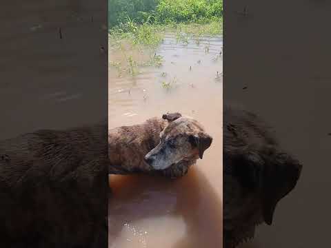 El río empieza a subir en Isla del Cerrito Chaco: El comienzo/Vivir con el niño (parte 5)