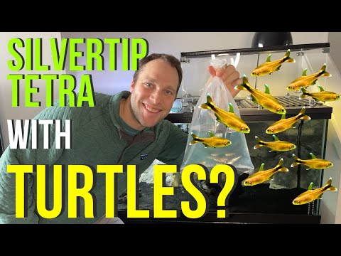 Can Silver Tip Tetra Live with Your Pet Turtle? - Lets Try!