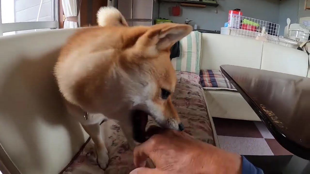 今日の柴犬ナナ