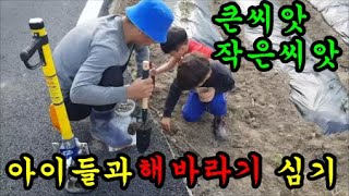텃밭에나가서 아이들과함께 키큰해바라기와 작은키해바라기를 심어보았어요