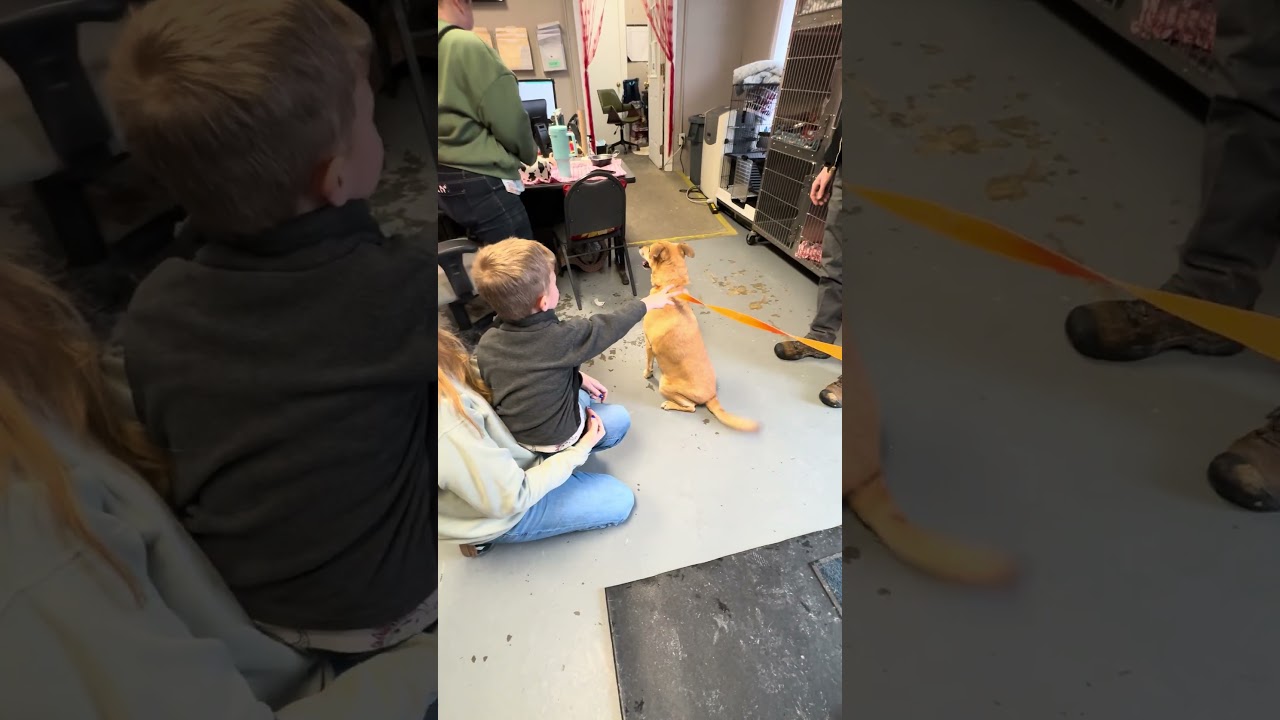 Enlarge Buddy, an adoptable mixed breed in CHURCHVILLE, NY video 2/3