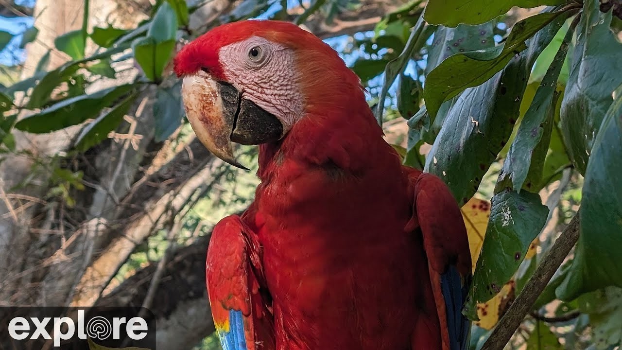 Live webcam view of Wild Scarlet Macaw High Canopy Cam