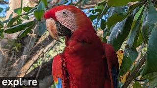 LIVE Wild Scarlet Macaws: High Canopy Feeder Cam | explore.org