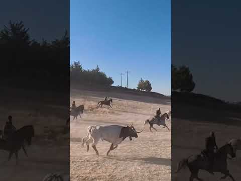 Encierro del miercoles en Cuellar (Segovia)