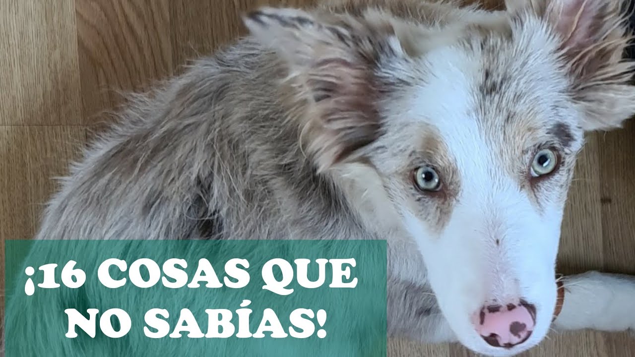 16 Cosas ‼️IMPRESIONANTES‼️ del Border Collie 🐶