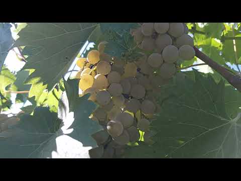Vitis vinifera,green grape,rrushi i bardh(1)