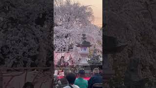 いのちの記憶 - 二階堂和美 (Covered by 吉田雪乃) #弾き語り #ギター#カバー