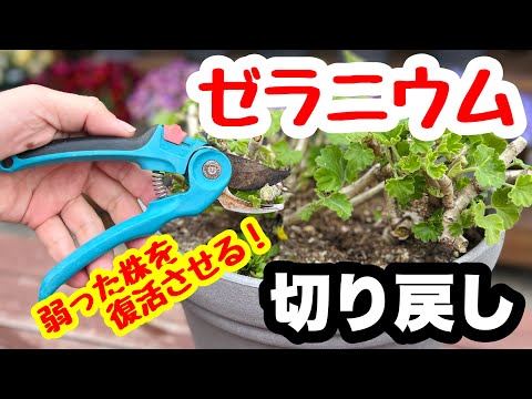 ゼラニウムの手入れ：手間をかけずにたっぷりと開花させるための祖母のレシピ！  庭園