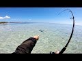 7th Fastest Fish In The World