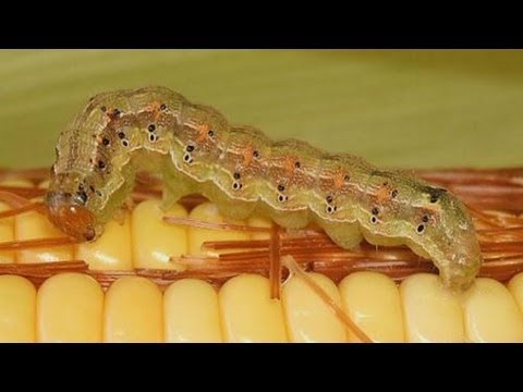 World food security threatened by global warming as crop pests spread poleward