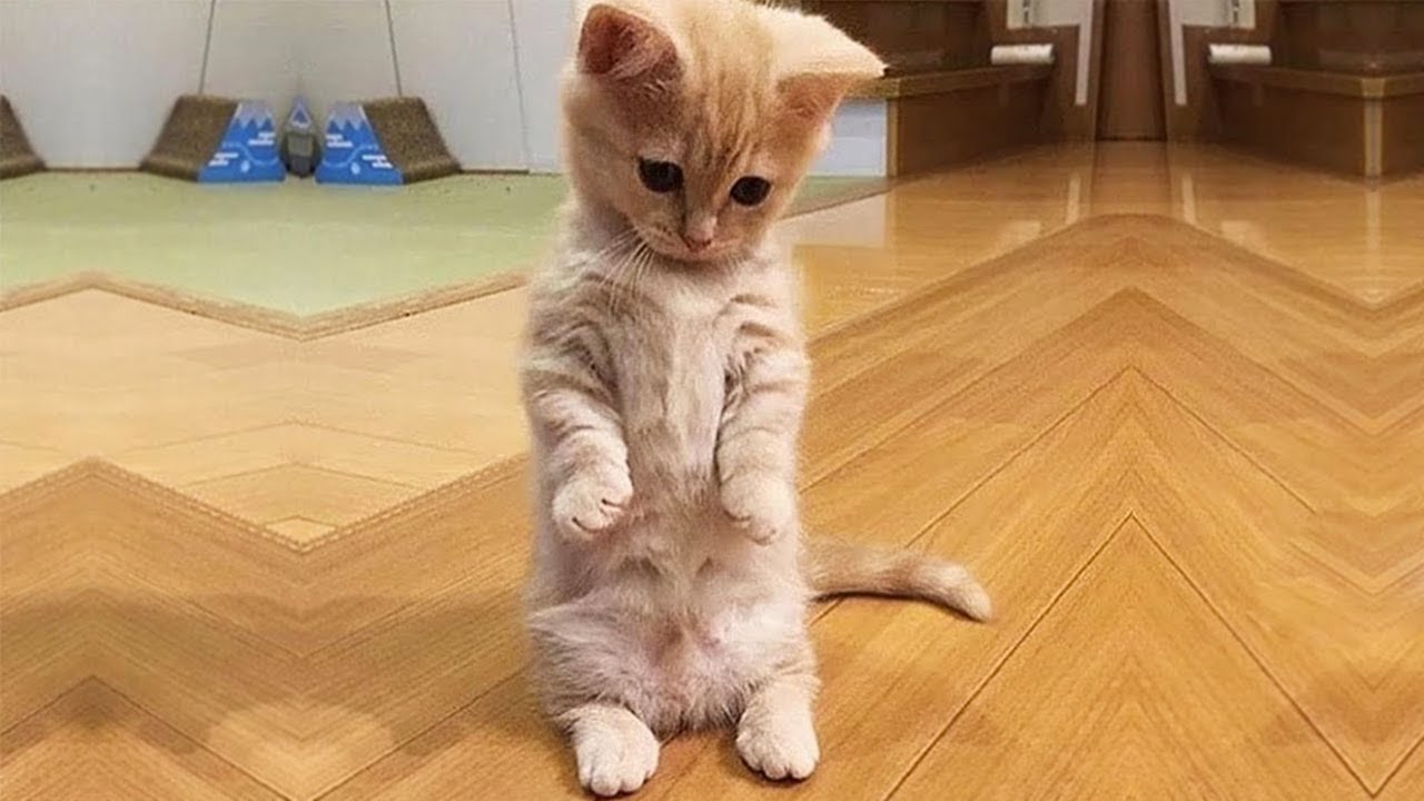 「猫かわいい」 すごくかわいい子猫 - 最も面白い猫の映画 #315