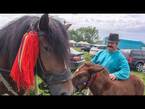 Iapa de 800 kg și mânza de o luna. Caii D-lui Neculai din Solca, Suceava video cu cai 2020