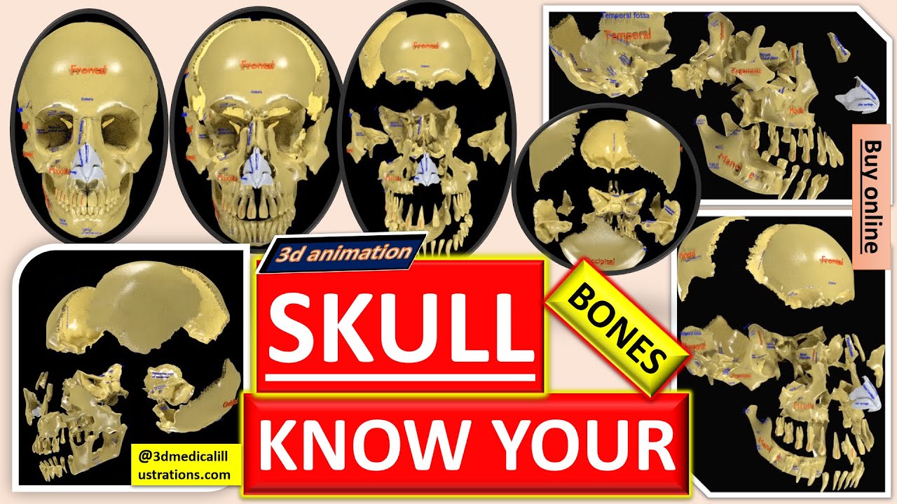 Tengkorak berlabel teks anatomi terinci Model 3D