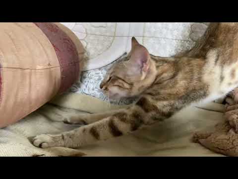 Everytime I see a cat 🐱