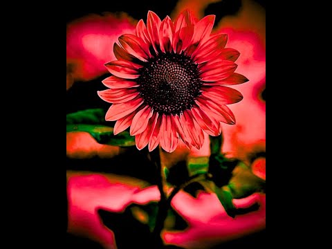 Set 13 - Bassion (Trance set)