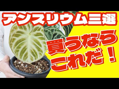 ベルガスター 植物