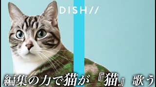 本物の猫にDISH// -『猫』を歌わせてみたwww / THE FIRST TAKE