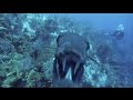 Curious Barracuda Bumping Into Camera Belize