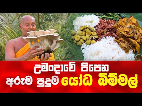 උමංදාවේ පිපෙන අරුම පුදුම යෝධ බිම්මල්  #umandawa