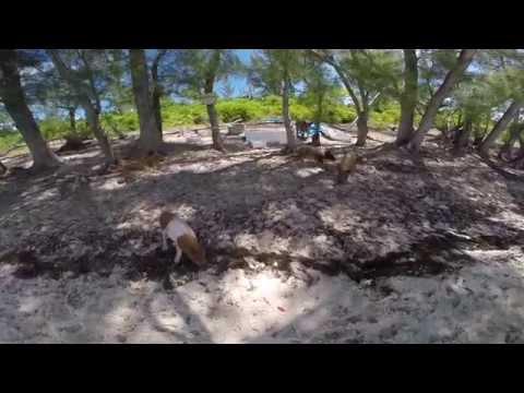 pig island no name cay bahamas