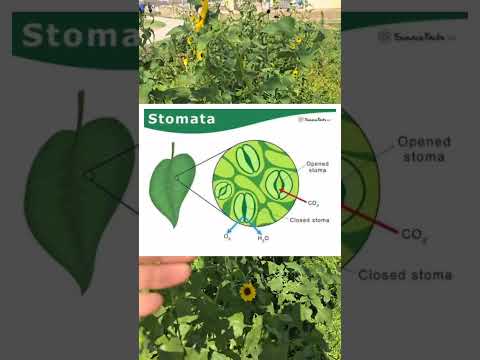 Tiny Forests: Plants as Urban Infrastructure