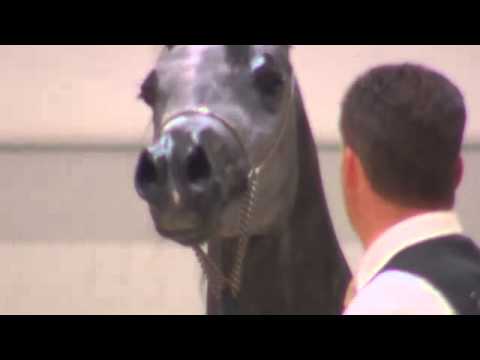 Berlin Cup Werder 2013 - Fillies 2 years old (Class 4) - N.13 SHAHEDAT AL KHALEDIAH