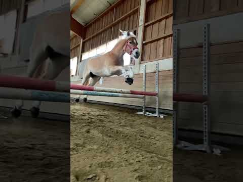 , title : 'Schau dir jetzt unsere anderen Videos an 😍🙋🏻‍♀️. #pferd #horse #haflinger #pony #pferde'