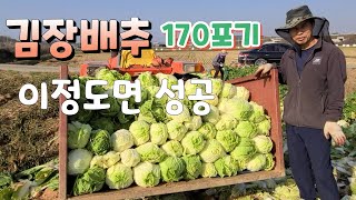 김장배추 170포기 무름병과 싸워 이겼다
