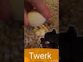 Twerk Infini