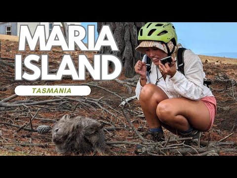 A day on Maria Island: Tasmania's wombats Playground!