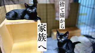 ★梅雨の日に捨てられた4匹の子猫たちが幸せになるまで★新しい家族編（最終回）　#cat #japanesecat #保護猫