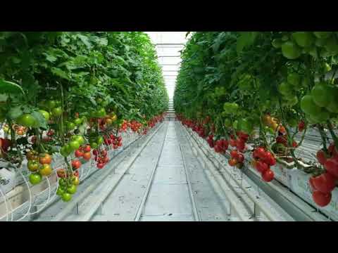 Karya - Hydroponic Farming