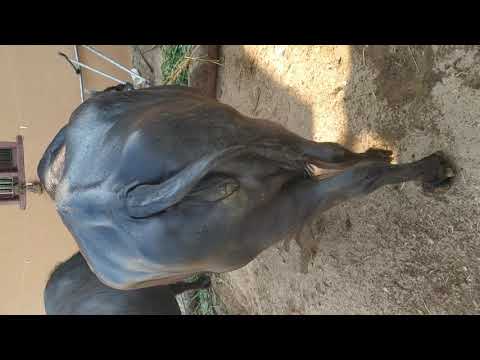 pujitha  dairy 🚜🐄🌾