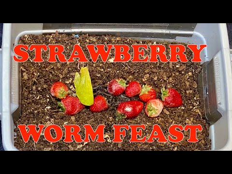 Red Wiggler Tiny Worm Bin Speeding Towards Finished Castings 🪱 Vermicompost Worm Farm