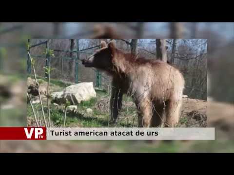 Turist american atacat de urs