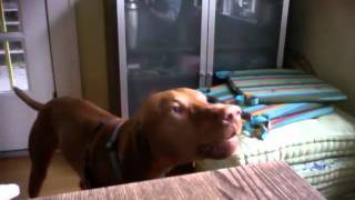 Kenny Loggins Danny&#39;s Song As Sung By My Dog