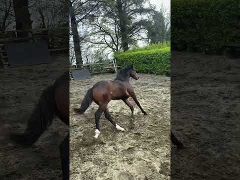 Yearling X Denounce (TB) - Image 2