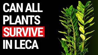 Can All Plants Survive in Semi Hydroponics? The LECA Truth