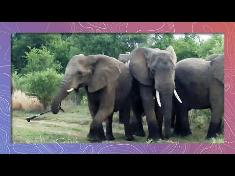 Elephants Steal 360 GoPro Camera (Wildlife and Nature)