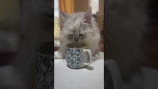 水分補給忘れません♪ #かわいい猫 #cat #モジャ #にゃんグラム #ねこ動画 #ねこ #水分補給 #水飲み #にゃんこ #猫好き #ねこ好き #ねこさん #にゃんにゃん # #cute