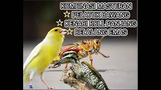 Download lagu KOMBINASI MASTERAN PALING AMPUH || PELATUK BAWANG VS KENARI VS BELALANG EMAS || mp3