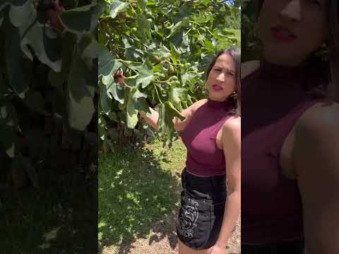 Nova Petrópolis Rio Grande do Sul