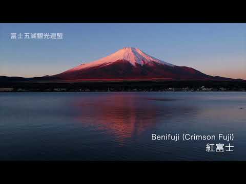 紅富士(山中湖)