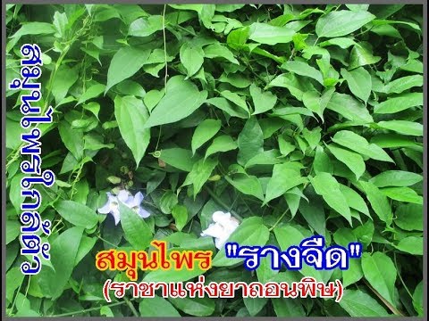 ธ อร์ค้อนคือคำตอบ โต้งสาวน้อย