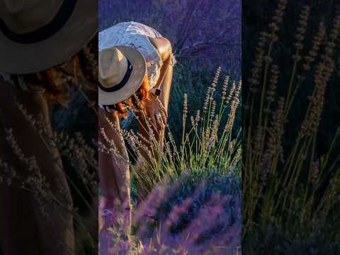 Die Lavande Campo de Lavanda en Villa General Belgrano #sierrasdecordoba #calamuchita #lavanda