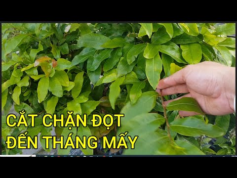 🔴 QBS23433 - CHẶN ĐỌT MAI VÀNG ĐẾN THÁNG MẤY THÌ NGƯNG | CHĂM SÓC MAI VÀNG MIỀN BẮC NỞ HOA ĐÚNG TẾT