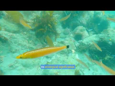 Exploring the Amazon River  The World's Widest River